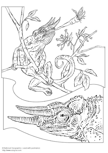 kameleon