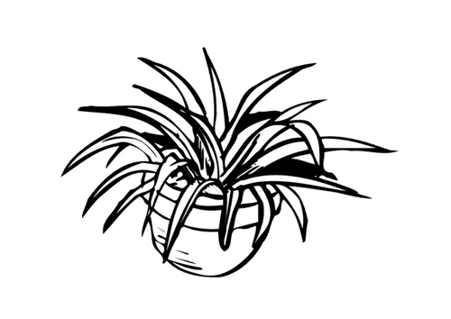 kamerplant 