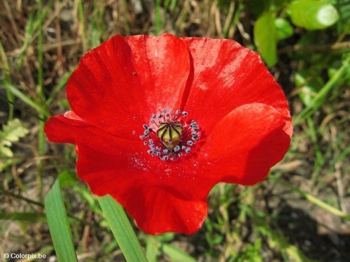 klaproos