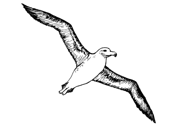 Kleurplaat albatros