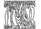 banyan boom