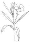bloem - oleander