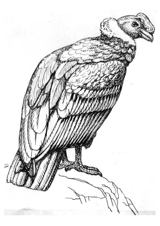 Kleurplaat condor