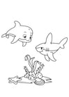 dolfijn en haai