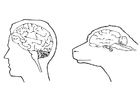 Kleurplaten hersenen mens en schaap