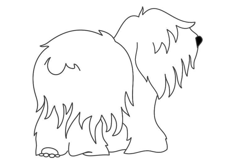 Kleurplaat hond - bobtail