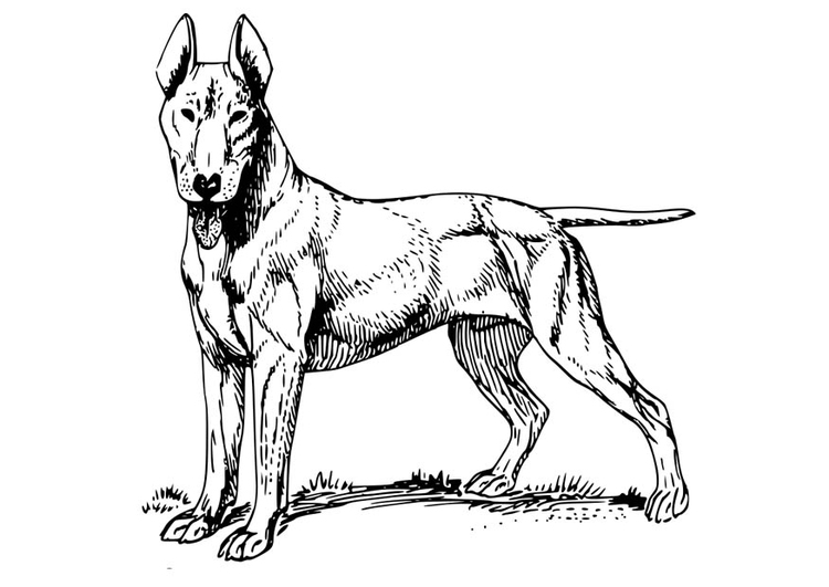 Kleurplaat hond - bull terrier