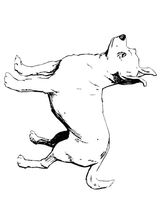 hond - chihuahua