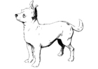 Kleurplaten hond - chihuahua
