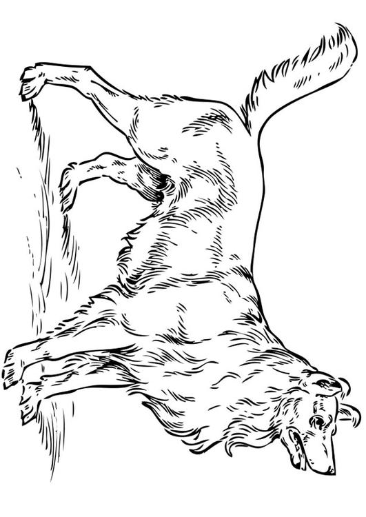 hond - collie