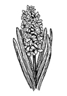Kleurplaten hyacint