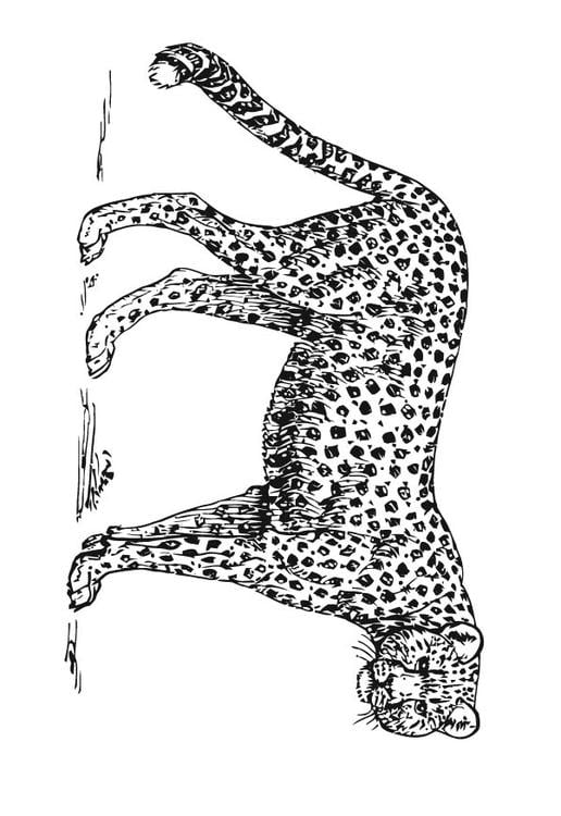 jachtluipaard - cheetah