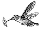Kleurplaten kolibrie