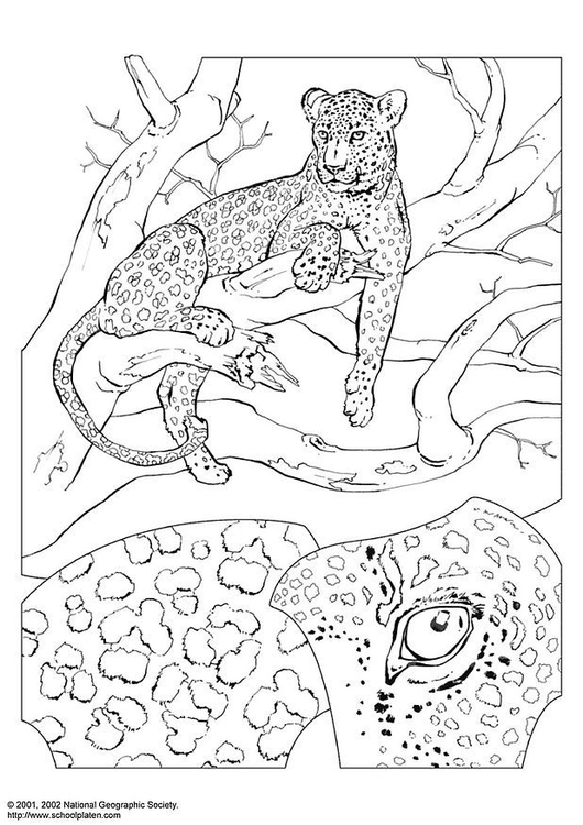 Kleurplaat luipaard