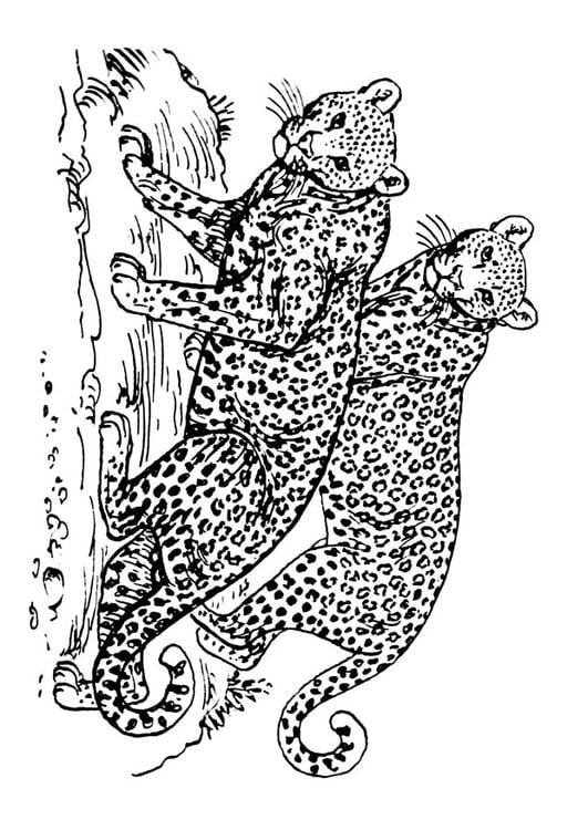 luipaard