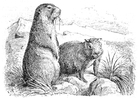 Kleurplaten marmot