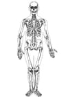 Kleurplaten menselijk skelet