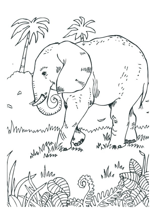 Kleurplaat olifant