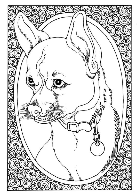 portret van hond