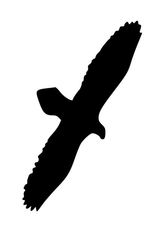 silhouette adelaar 