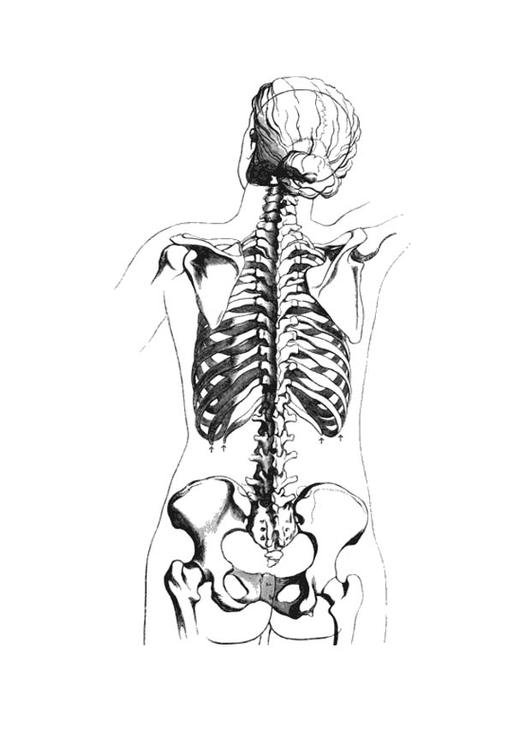skelet rugzijde