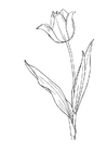 Kleurplaten tulp