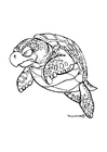 Kleurplaten zeeschildpad