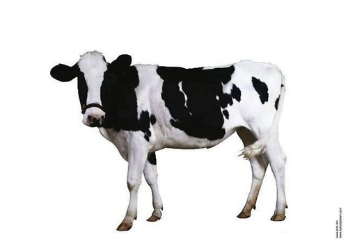 Koe