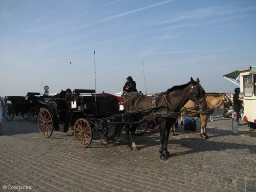 Foto koets met paard
