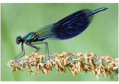 libelle