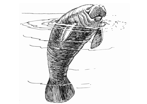 manatee