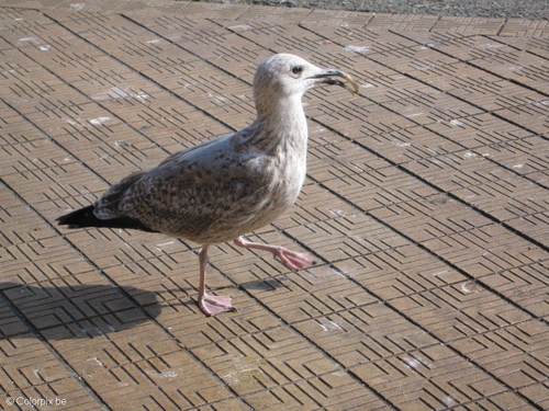meeuw 2