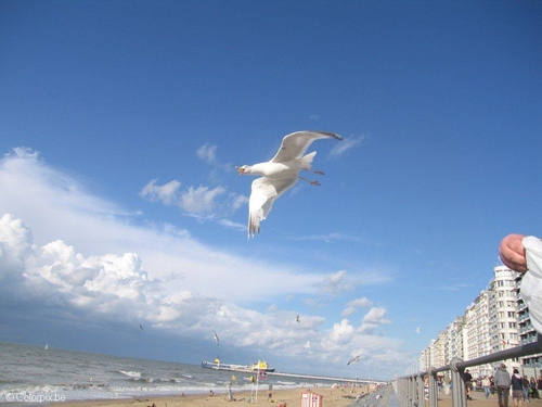 meeuwen aan het strand 2