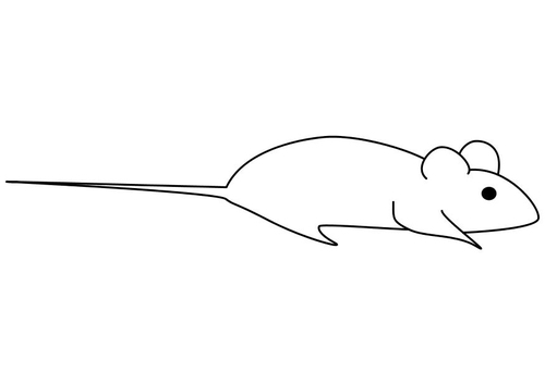 muis