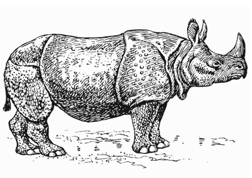 neushoorn
