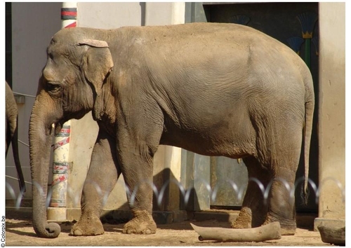 olifant