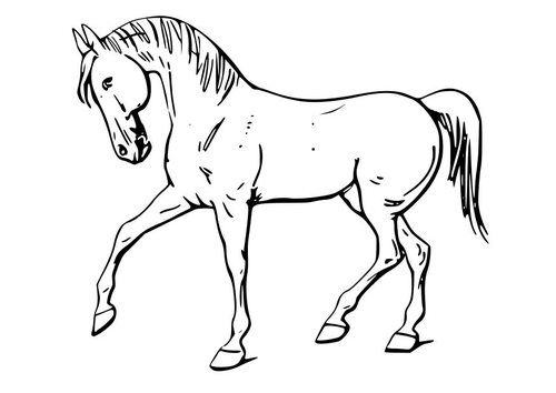paard 