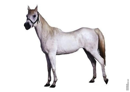 Paard