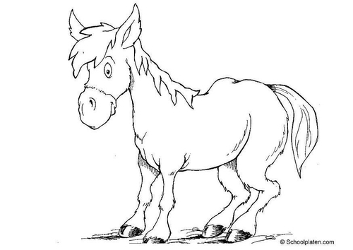paard