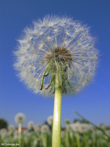 paardenbloem 8