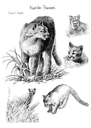 panter