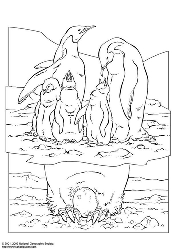 pinguin
