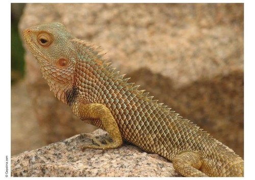 reptiel