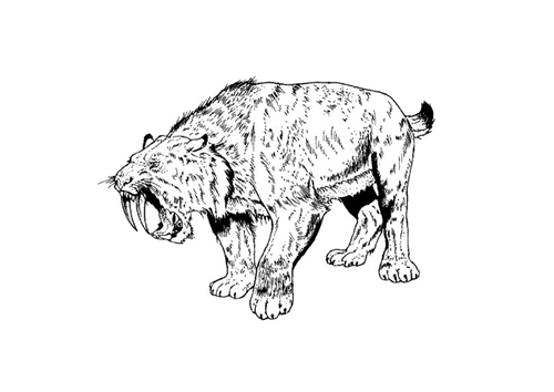 sabeltandtijger