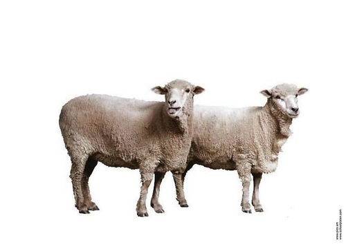 Schaap