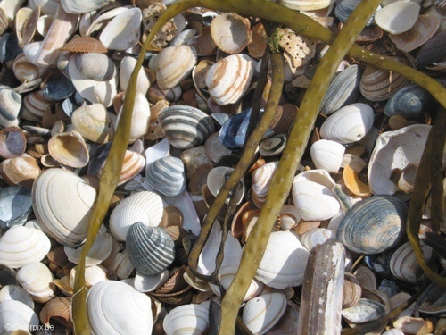 schelpen 1