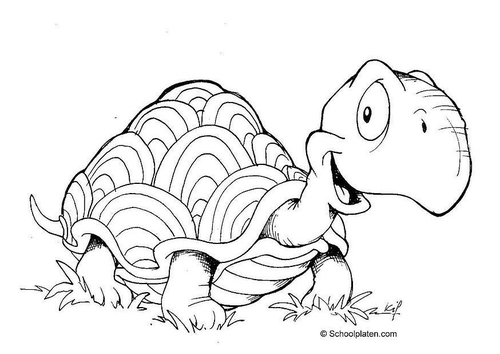schildpad