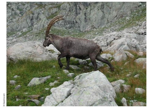 steenbok 2kopie