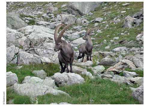 steenbok