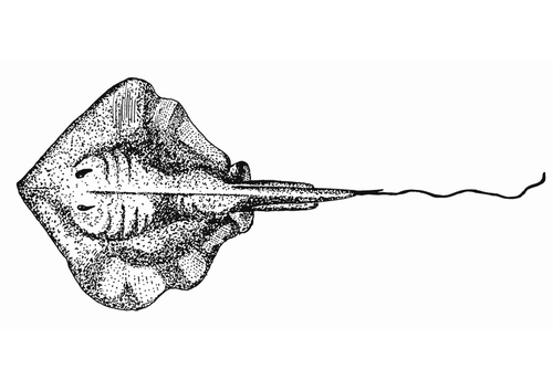 stekelrog